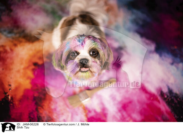 Shih Tzu / JAM-06228