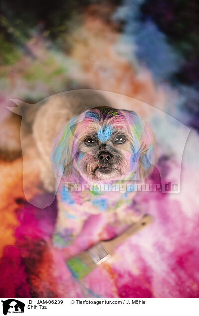 Shih Tzu / JAM-06239