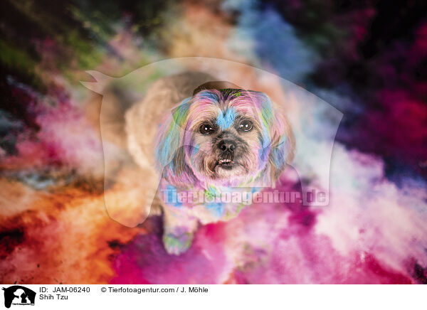 Shih Tzu / Shih Tzu / JAM-06240