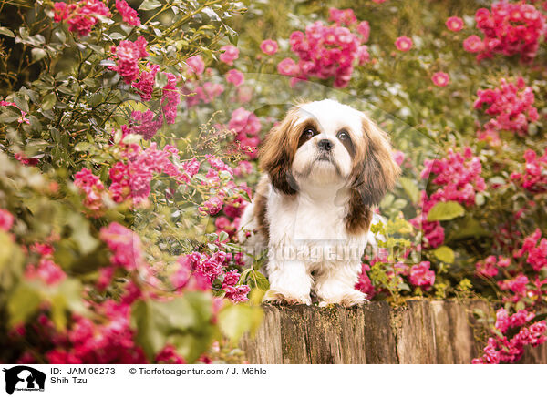 Shih Tzu / Shih Tzu / JAM-06273