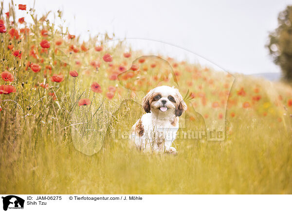 Shih Tzu / Shih Tzu / JAM-06275