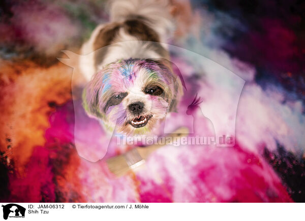 Shih Tzu / JAM-06312
