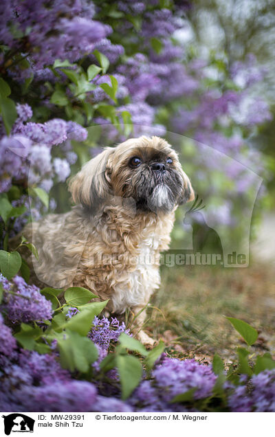 Shih Tzu Rde / male Shih Tzu / MW-29391