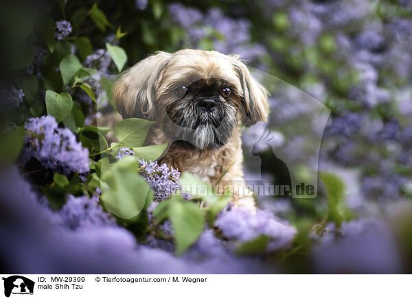 Shih Tzu Rde / male Shih Tzu / MW-29399