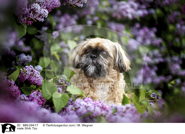 Shih Tzu Rde / male Shih Tzu / MW-29417