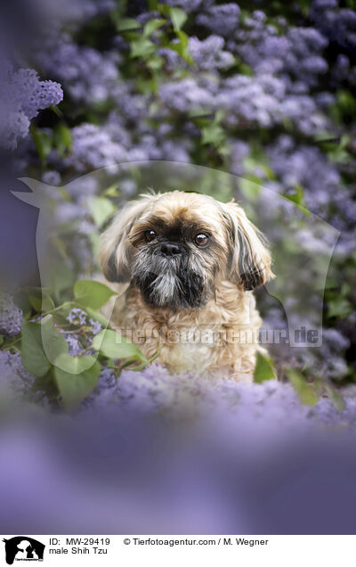Shih Tzu Rde / male Shih Tzu / MW-29419