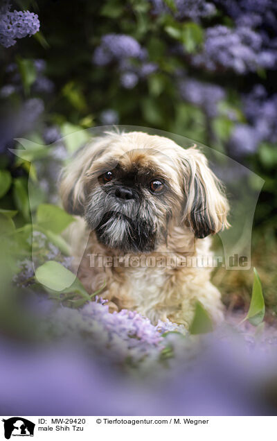 Shih Tzu Rde / male Shih Tzu / MW-29420