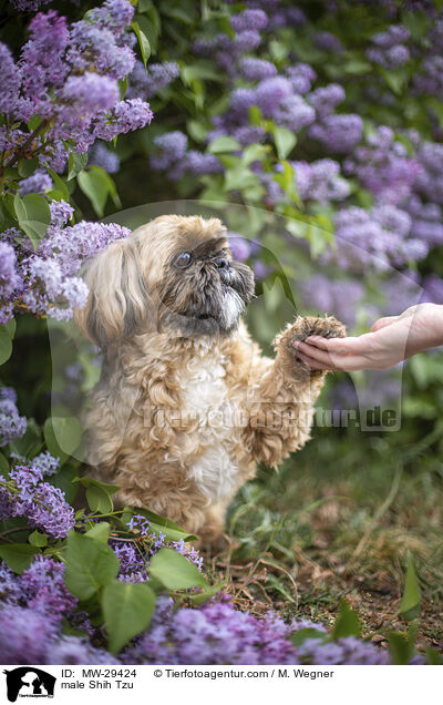 Shih Tzu Rde / male Shih Tzu / MW-29424
