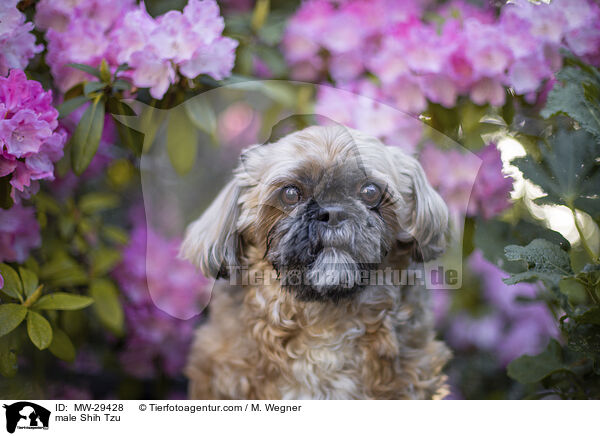 Shih Tzu Rde / male Shih Tzu / MW-29428