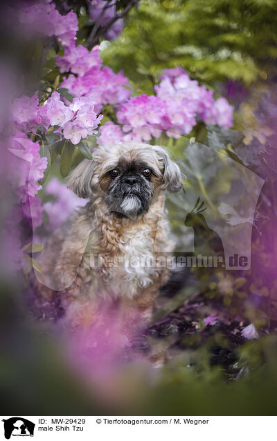 Shih Tzu Rde / male Shih Tzu / MW-29429