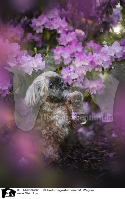Shih Tzu Rde / male Shih Tzu / MW-29432