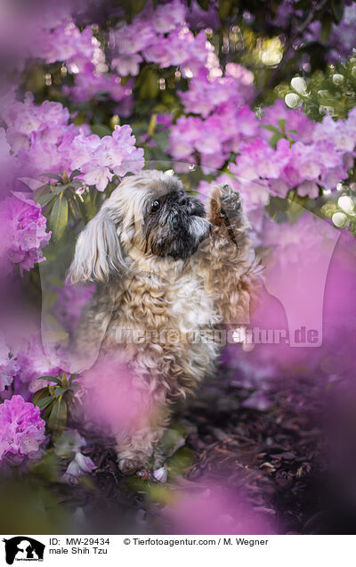 Shih Tzu Rde / male Shih Tzu / MW-29434