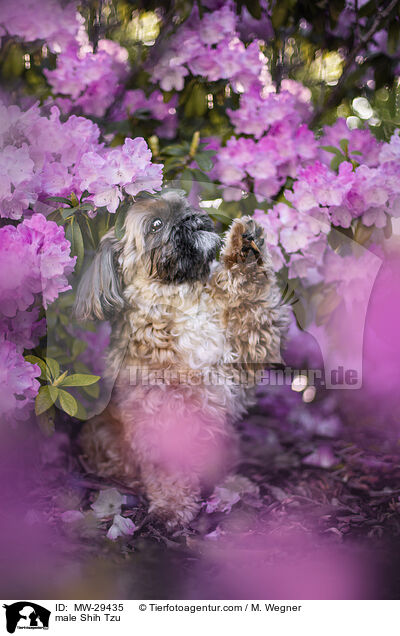 Shih Tzu Rde / male Shih Tzu / MW-29435