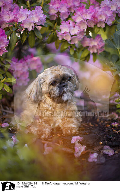 Shih Tzu Rde / male Shih Tzu / MW-29438