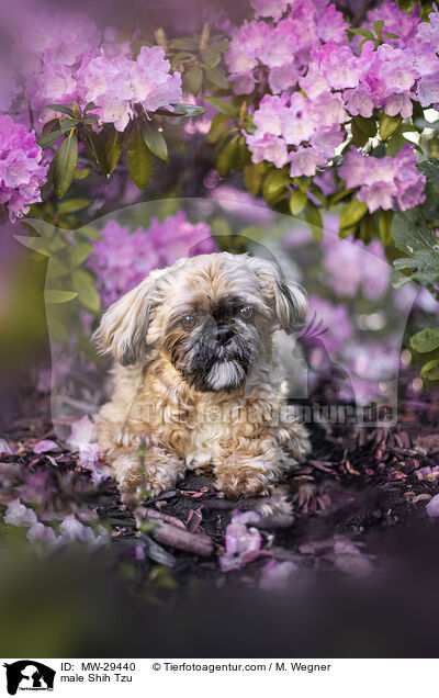 Shih Tzu Rde / male Shih Tzu / MW-29440
