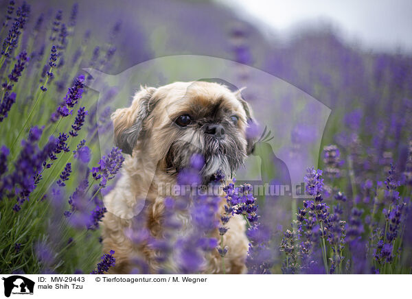 Shih Tzu Rde / male Shih Tzu / MW-29443