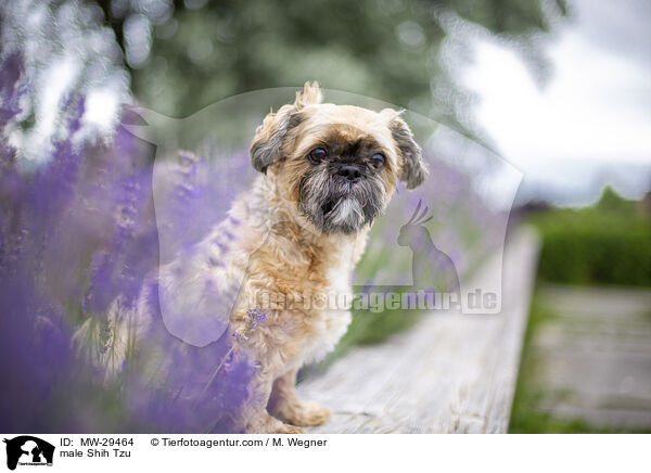 Shih Tzu Rde / male Shih Tzu / MW-29464