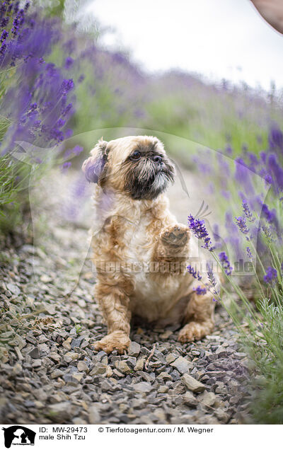 Shih Tzu Rde / male Shih Tzu / MW-29473