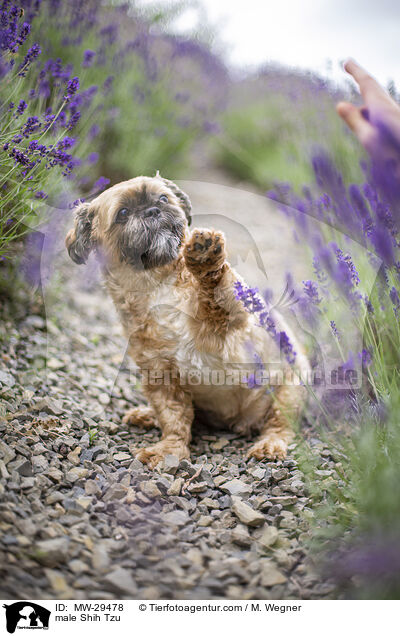 Shih Tzu Rde / male Shih Tzu / MW-29478