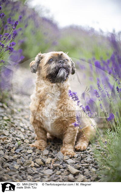 Shih Tzu Rde / male Shih Tzu / MW-29479