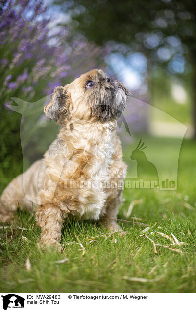 Shih Tzu Rde / male Shih Tzu / MW-29483