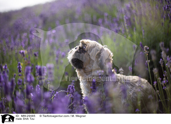 Shih Tzu Rde / male Shih Tzu / MW-29485