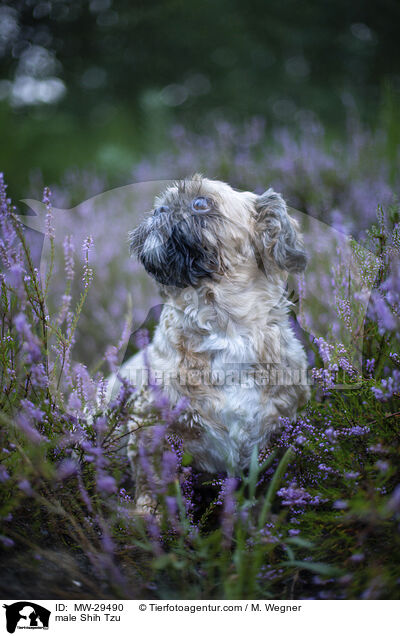Shih Tzu Rde / male Shih Tzu / MW-29490