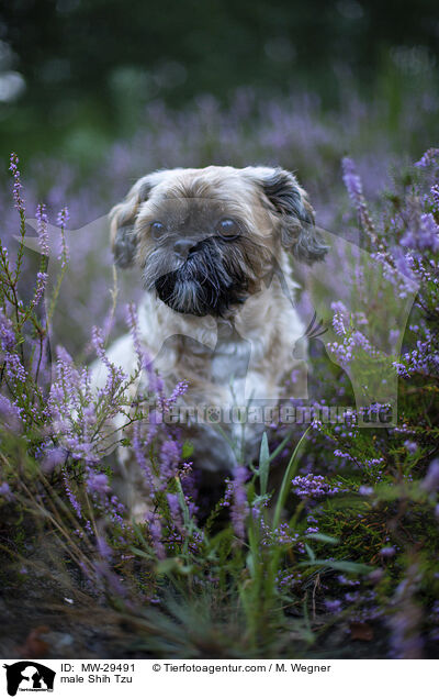 Shih Tzu Rde / male Shih Tzu / MW-29491