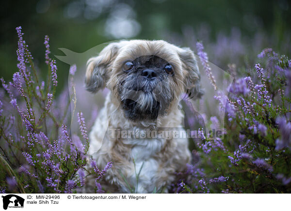 Shih Tzu Rde / male Shih Tzu / MW-29496