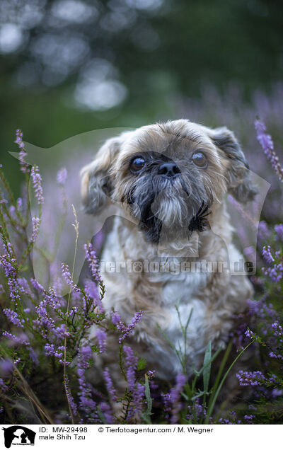 Shih Tzu Rde / male Shih Tzu / MW-29498