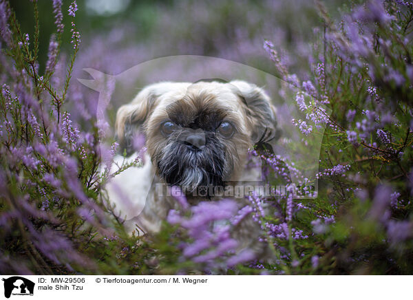 Shih Tzu Rde / male Shih Tzu / MW-29506