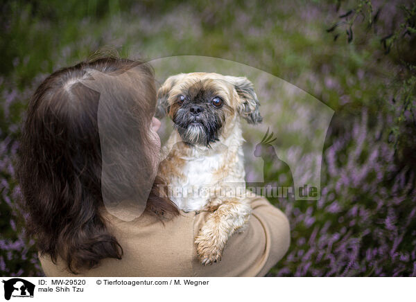 Shih Tzu Rde / male Shih Tzu / MW-29520