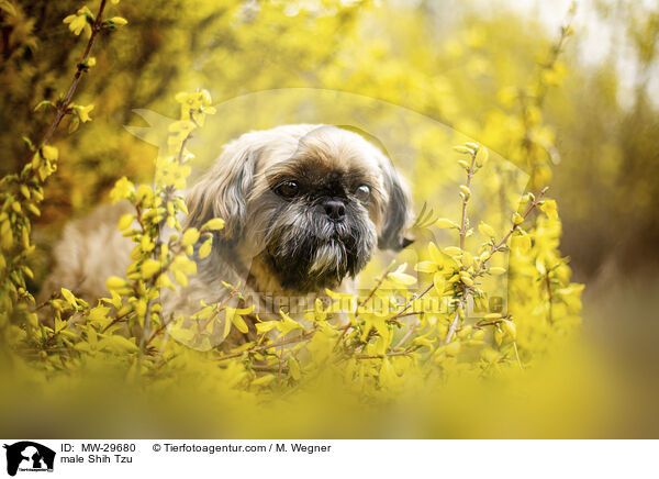 Shih Tzu Rde / male Shih Tzu / MW-29680