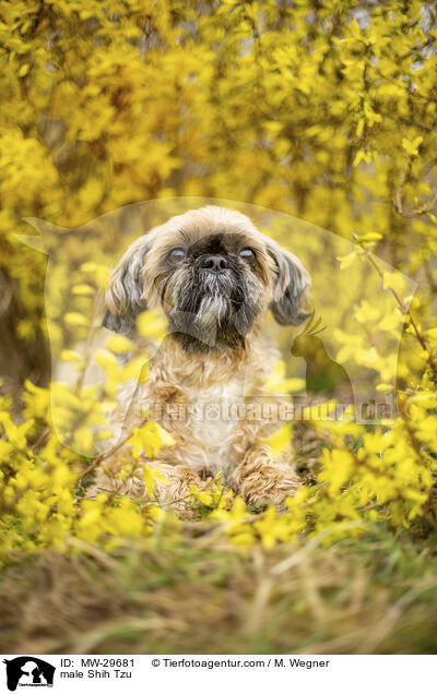 Shih Tzu Rde / male Shih Tzu / MW-29681
