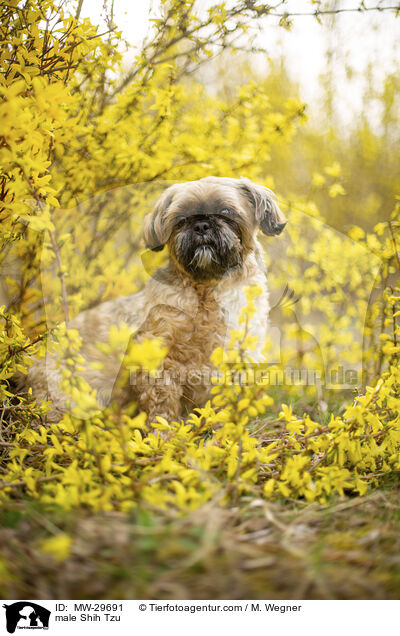 Shih Tzu Rde / male Shih Tzu / MW-29691