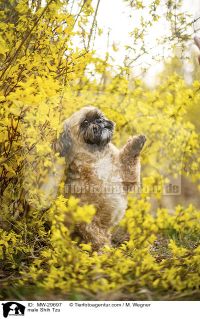 Shih Tzu Rde / male Shih Tzu / MW-29697