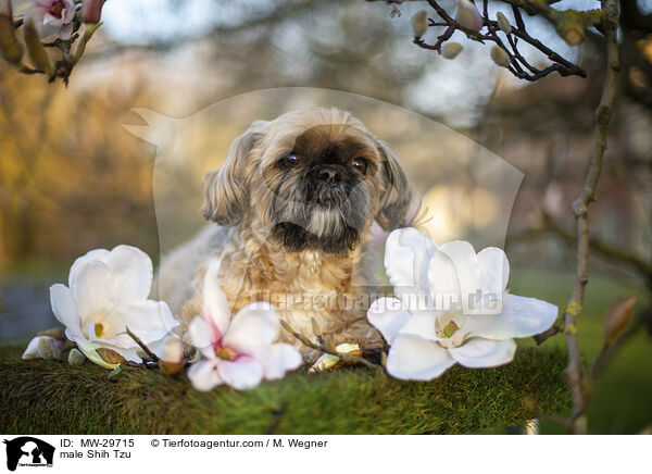 Shih Tzu Rde / male Shih Tzu / MW-29715