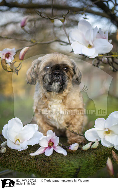Shih Tzu Rde / male Shih Tzu / MW-29723