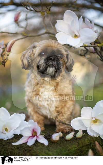 Shih Tzu Rde / male Shih Tzu / MW-29727