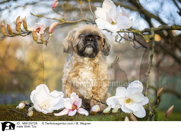 Shih Tzu Rde / male Shih Tzu / MW-29728