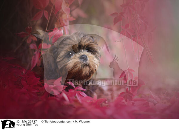 junger Shih Tzu / young Shih Tzu / MW-29737