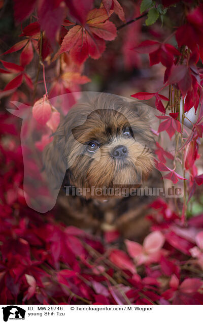 junger Shih Tzu / young Shih Tzu / MW-29746