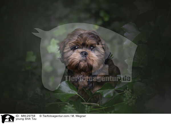 junger Shih Tzu / young Shih Tzu / MW-29758