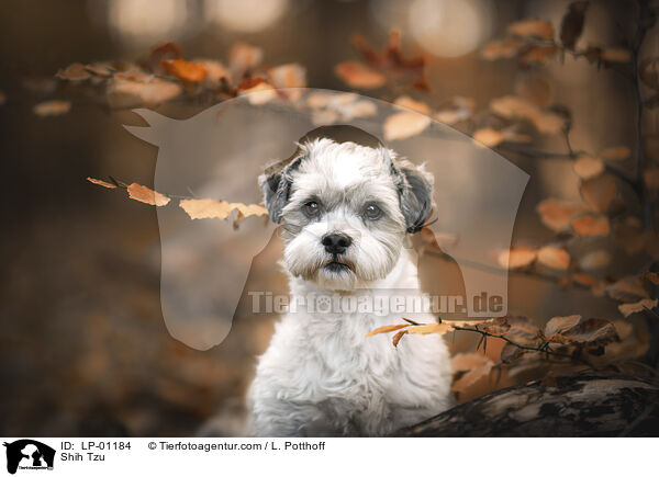 Shih Tzu / Shih Tzu / LP-01184