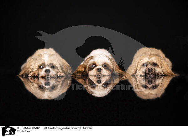 Shih Tzu / Shih Tzu / JAM-06502