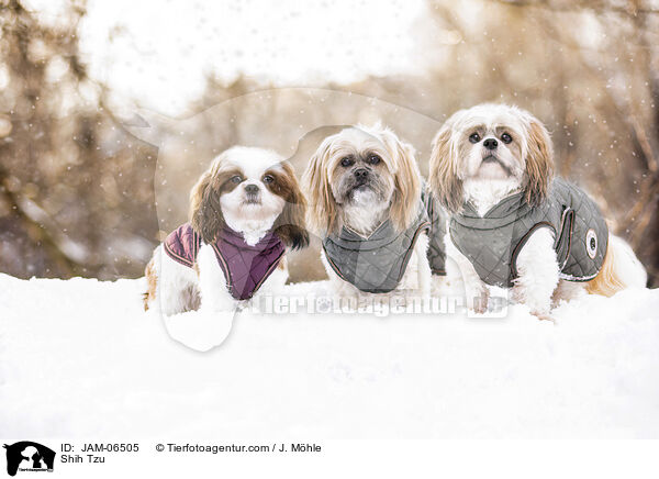 Shih Tzu / Shih Tzu / JAM-06505