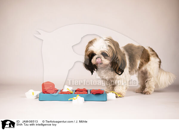 Shih Tzu with intelligence toy / JAM-06513