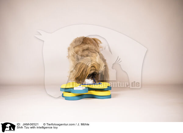 Shih Tzu mit Intelligenzspielzeug / Shih Tzu with intelligence toy / JAM-06521
