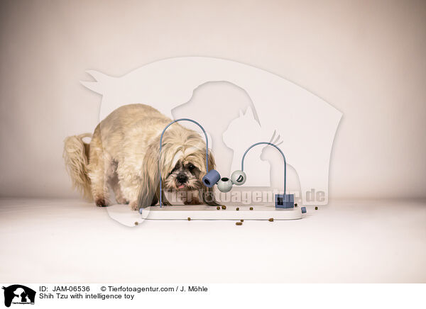 Shih Tzu with intelligence toy / JAM-06536