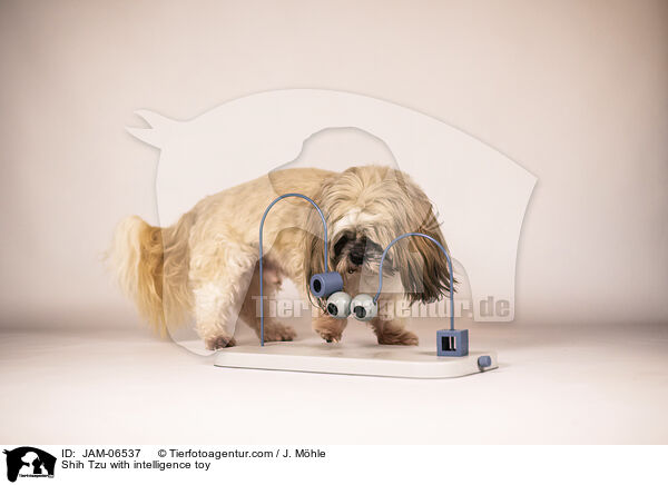 Shih Tzu with intelligence toy / JAM-06537